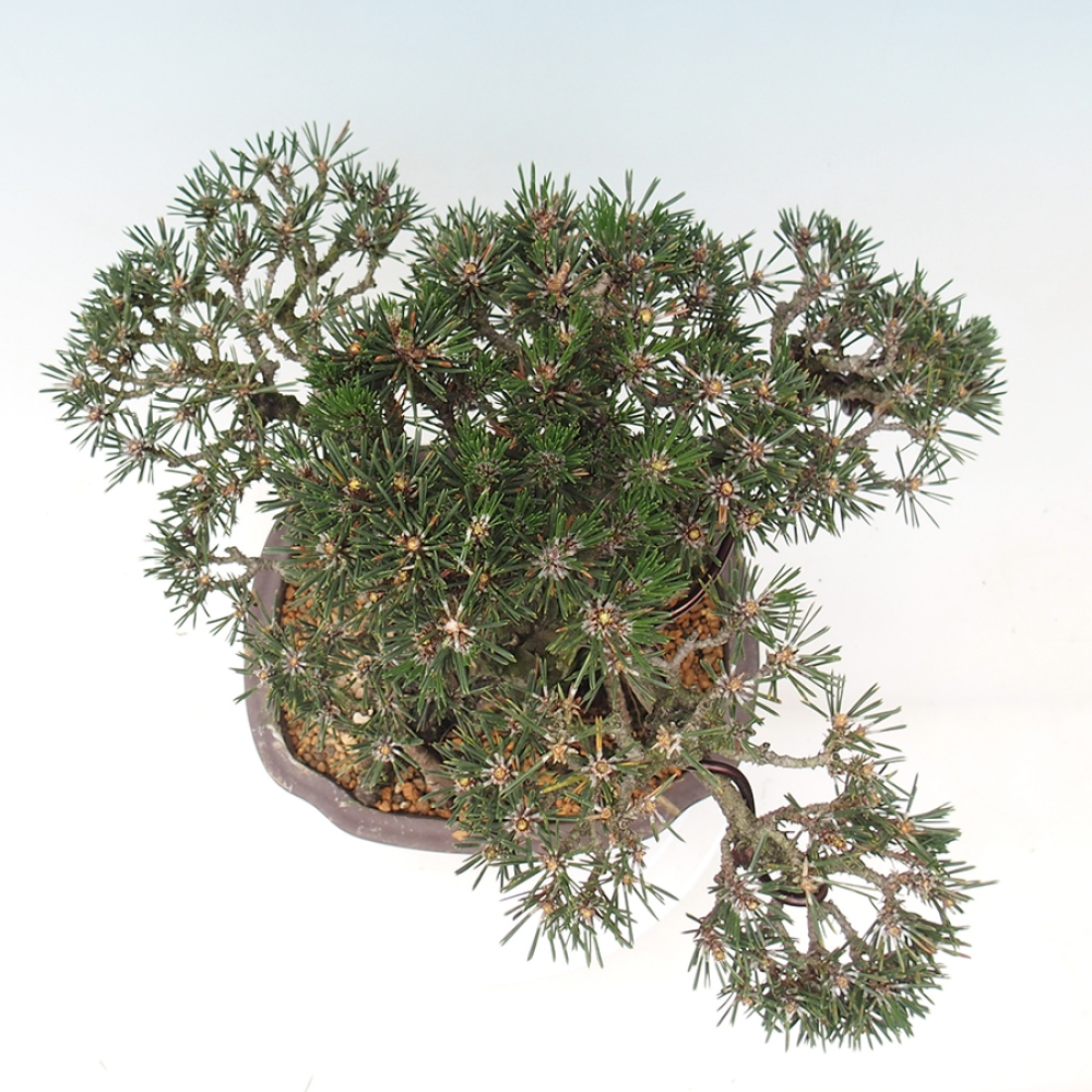 Kültéri bonsai - Pinus thunbergii Kotobuki - Thunberg fenyő