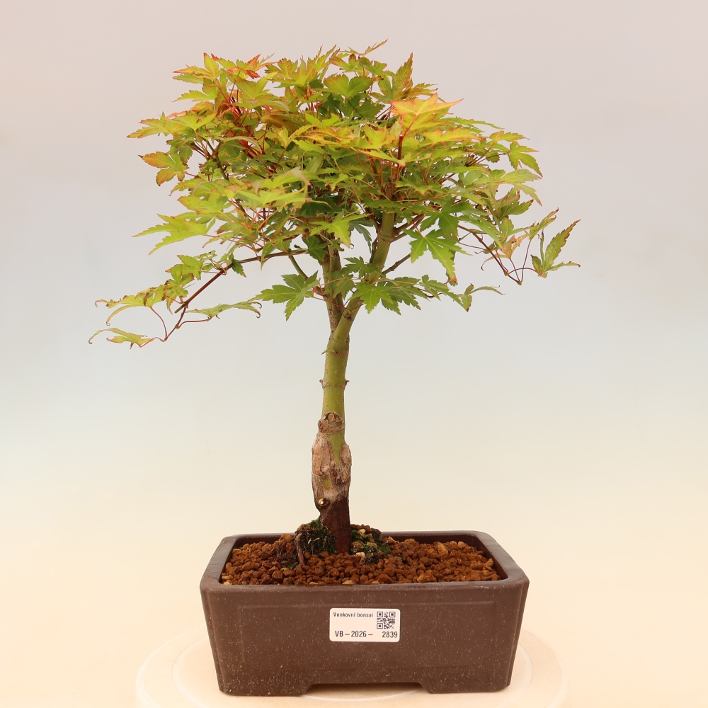 Juhar - Acer palmatum Beni Tsukasa