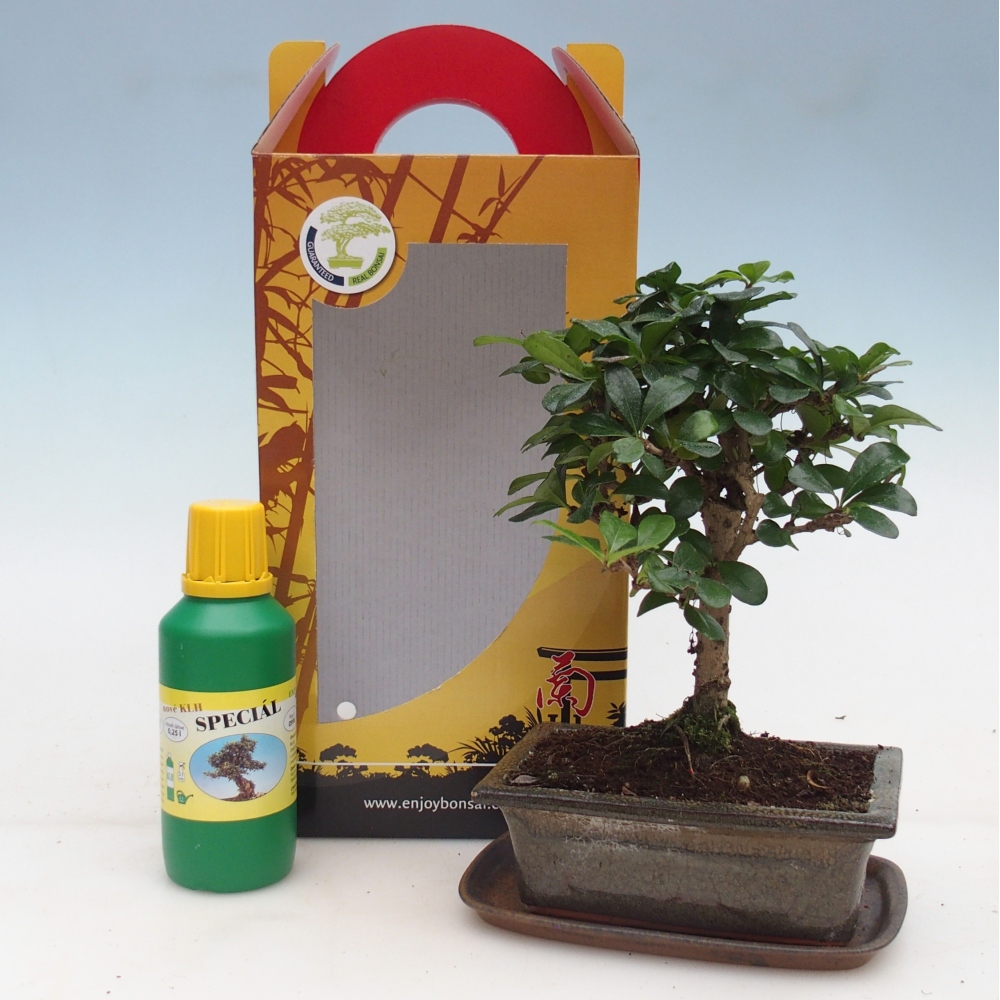 Szobai bonsai ajándékdobozban Carmona microphylla - Tea fuki