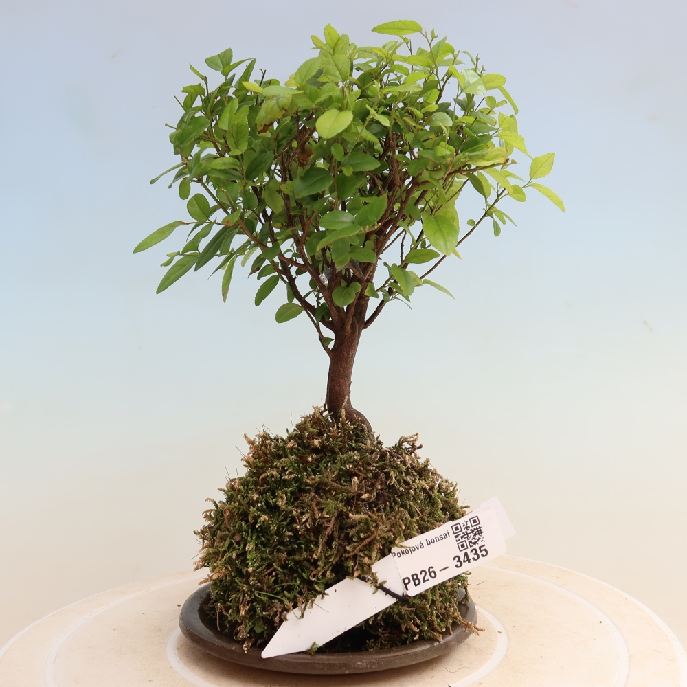 Kokedama alátéttel – Sagerécie thea – Sagerécie thea