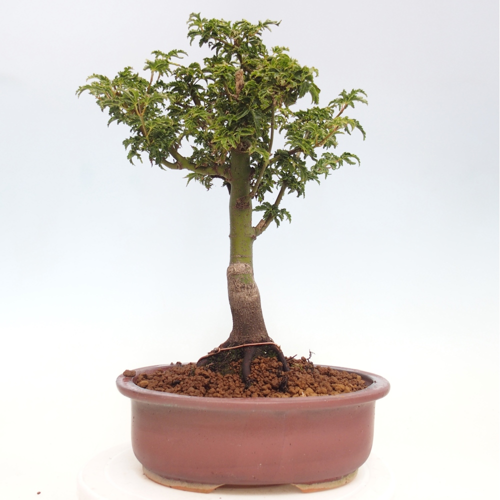 Kültéri bonsai -Javor pálma Acer palmatum Shishigashira