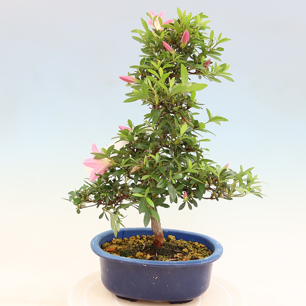 Kültéri bonsai - Japán azálea - Azalea Nasuno