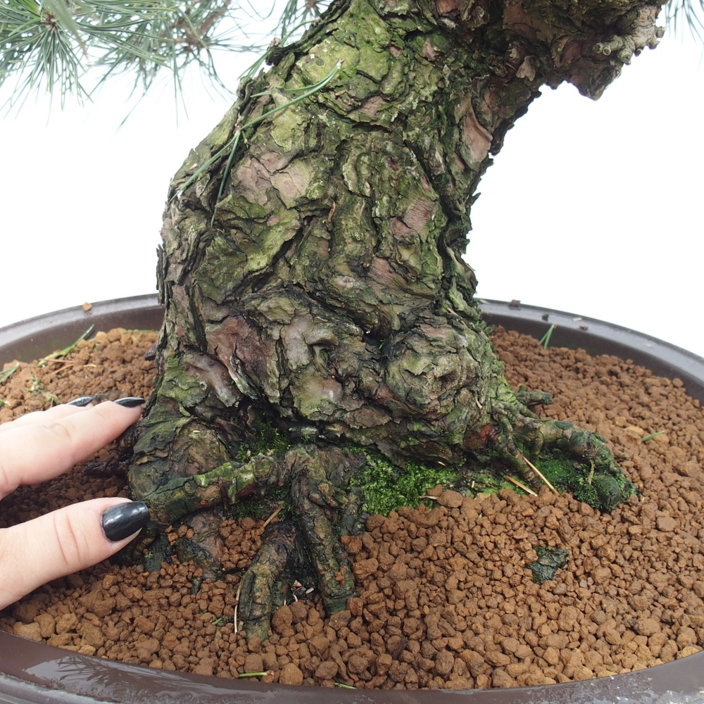 Kültéri bonsai - Pinus thunbergii - Thunberg fenyő
