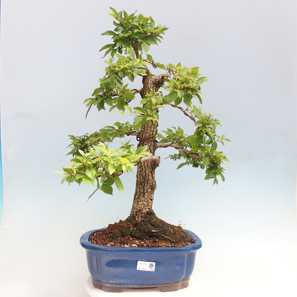 Kültéri bonsai - Zelkova - Zelkova NIRE