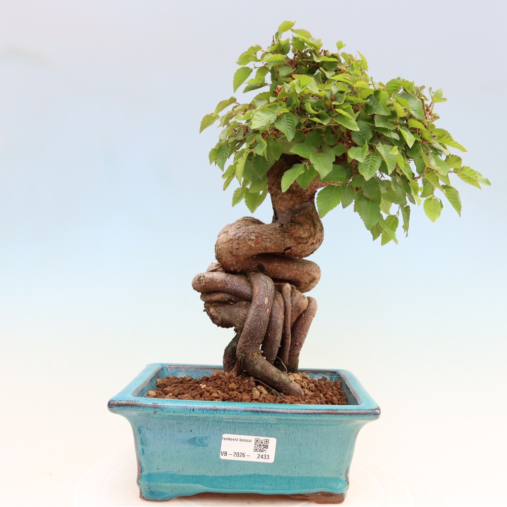 Kültéri bonsai -Carpinus Coreana - Koreai gyertyánfa