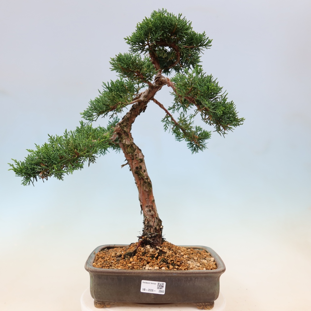 Kültéri bonsai - Juniperus chinensis Kishu