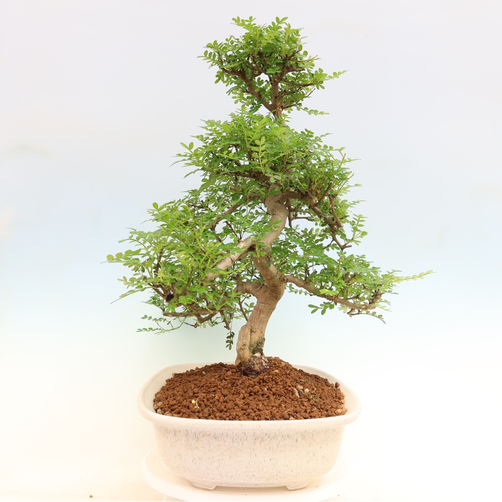 Szobai bonsai - Zantoxylum piperitum - borsfa