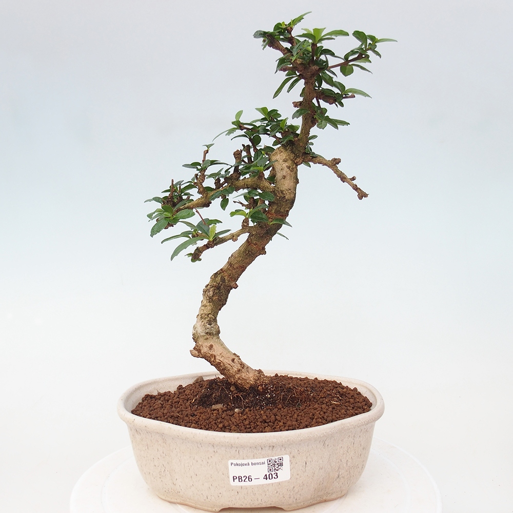 Szobai bonsai - Carmona macrophylla - Tea fuki