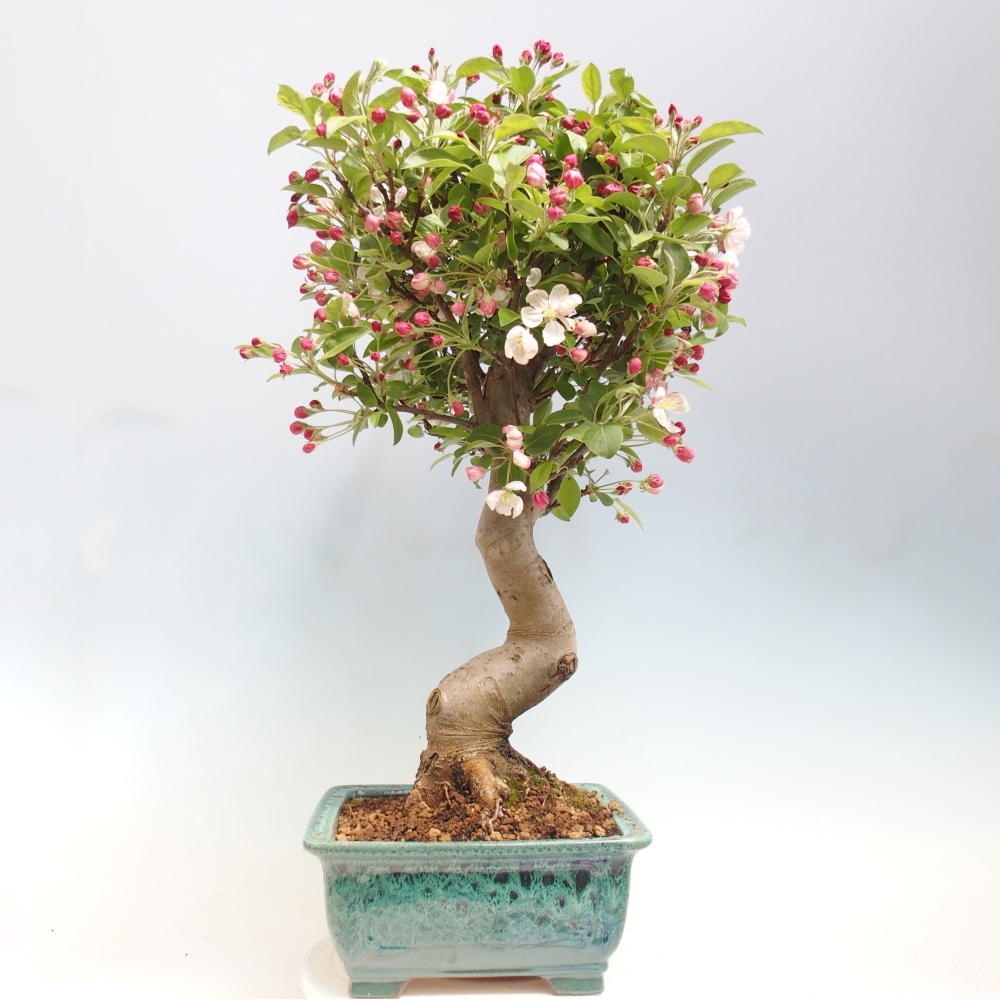 Kültéri bonsai -Malus halliana - Kis gyümölcsű almafa