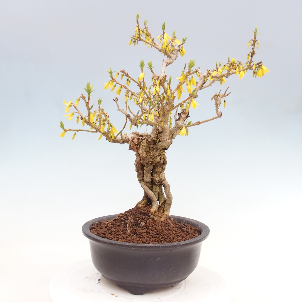 Kültéri bonsai - Zlatice - Forsythia koreana