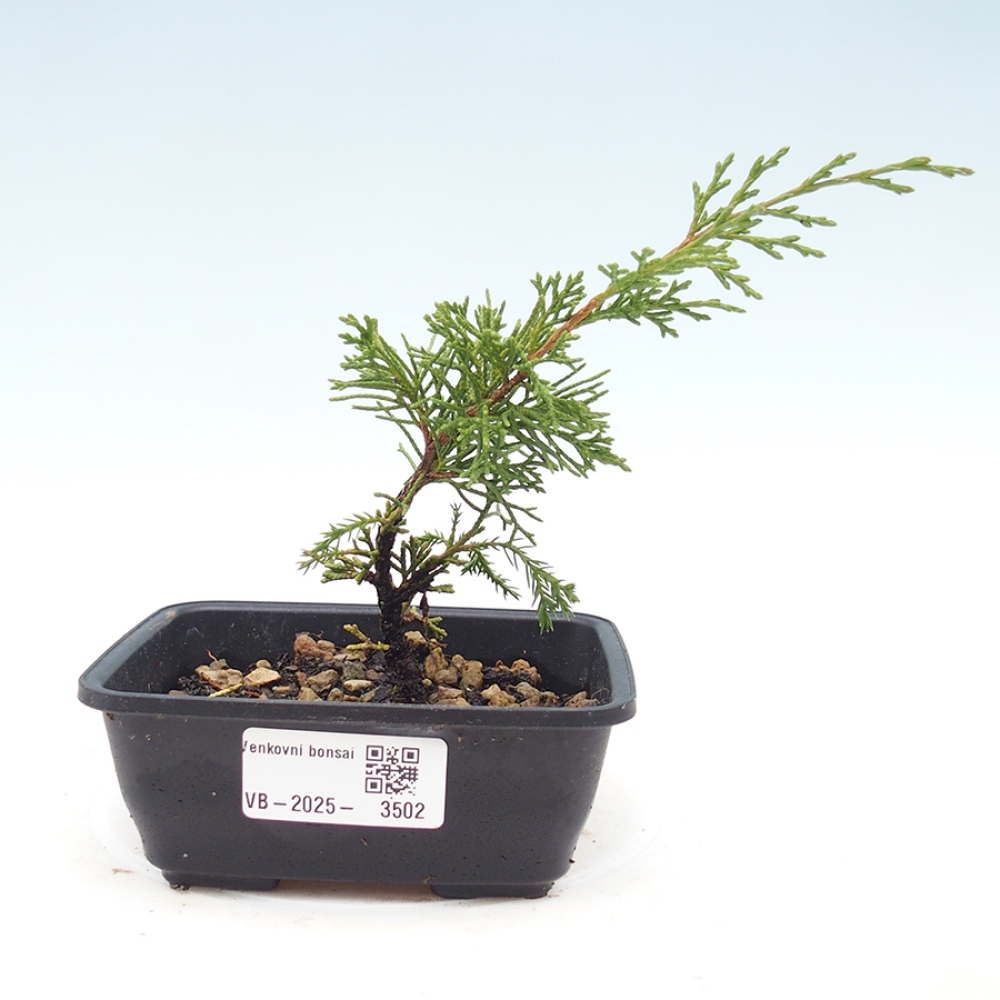 Kültéri bonsai - Juniperus chinensis Itoigawa