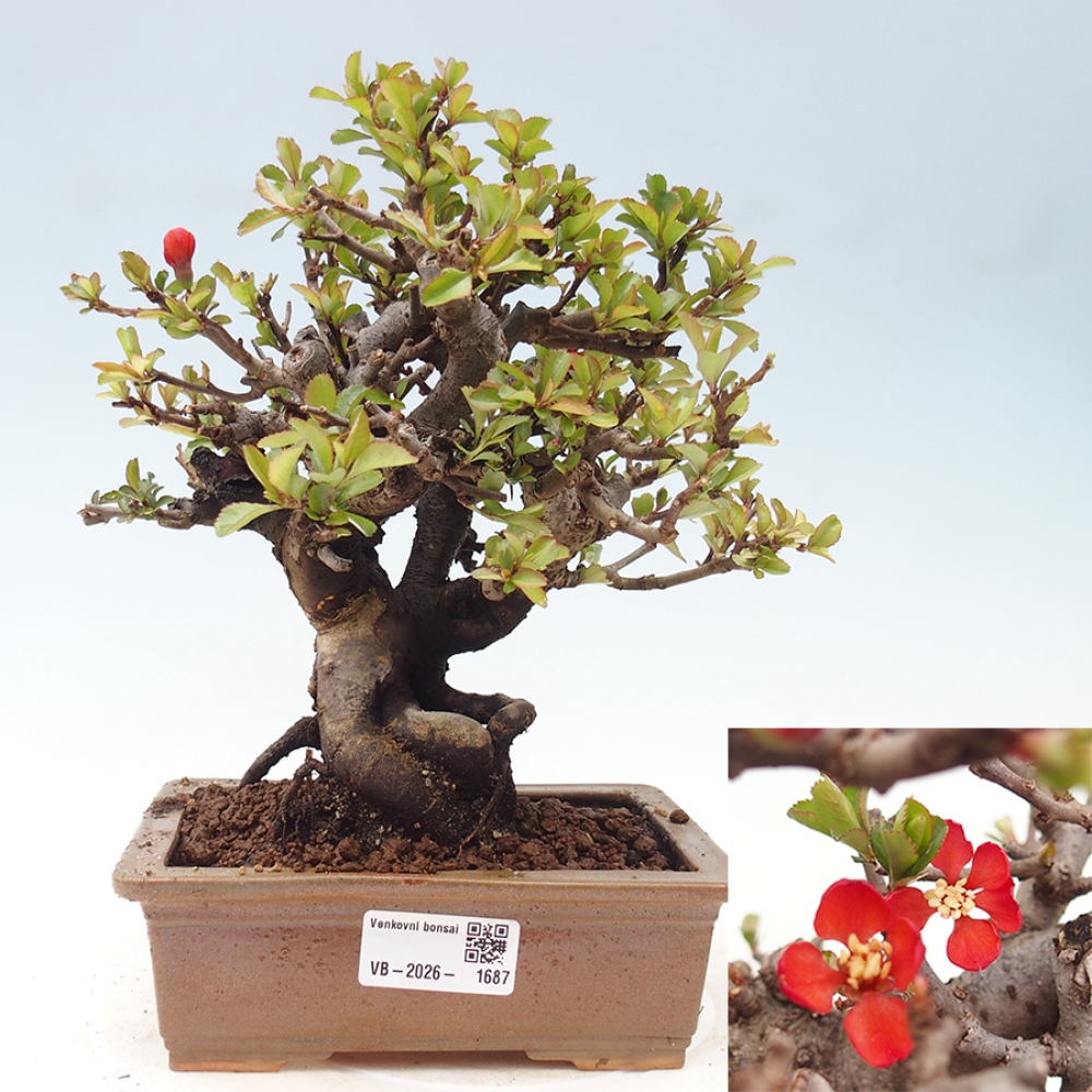 Kültéri bonsai - Chaneomeles speciosa - birs