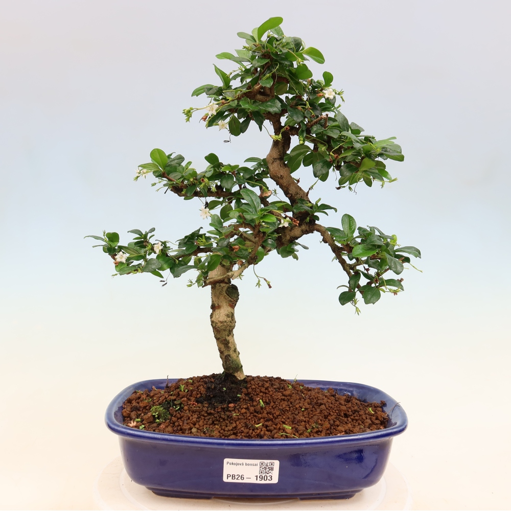 Szobai bonsai - Carmona macrophylla - Tea fuki