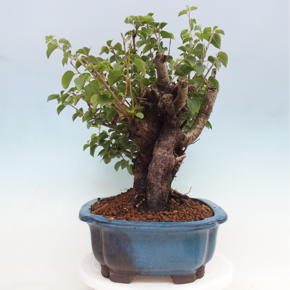 Kültéri bonsai - Mahalebka - Prunus mahaleb - Prunus mahaleb