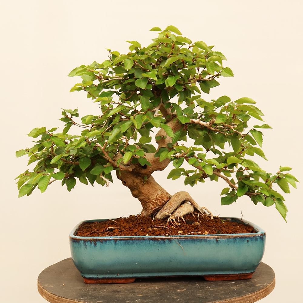 Kültéri bonsai -Carpinus Coreana - Koreai gyertyánfa