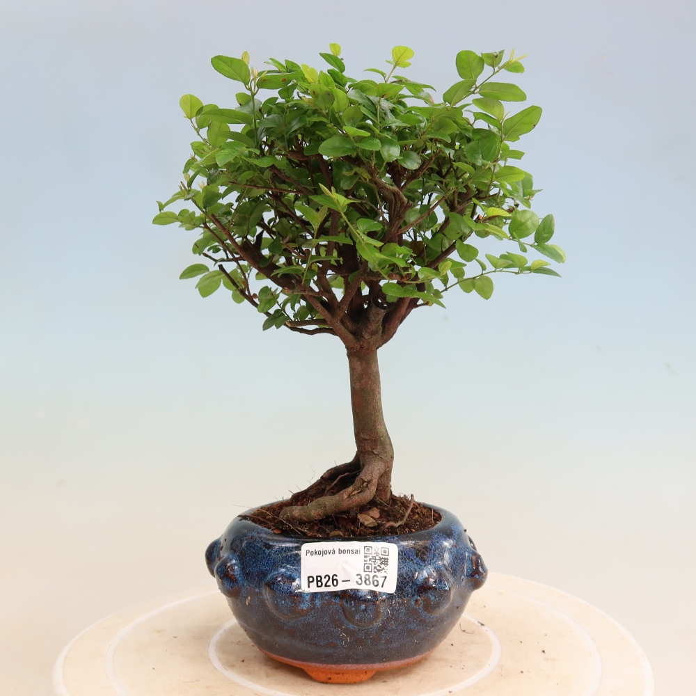 Szobai bonsai - Sageretia thea - Sageretia thea