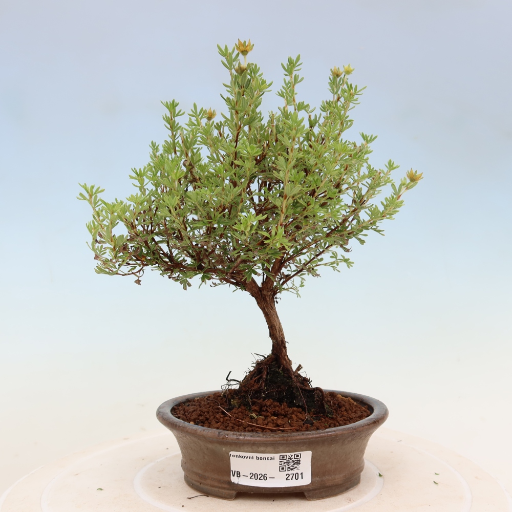 Kültéri bonsai – bokros potentilla – Potentilla fruticosa Goldkissen