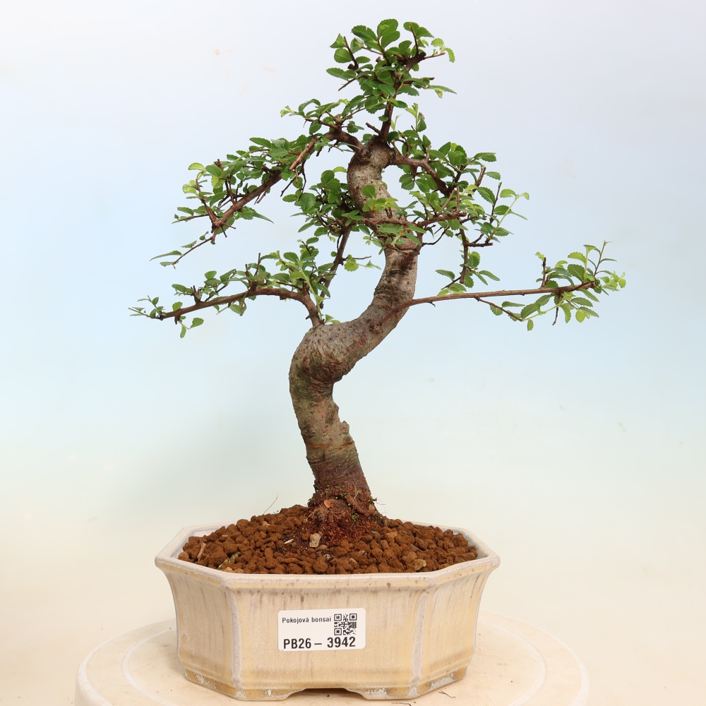 Szobai bonsai - Ulmus parvifolia - Kislevelű szilfa