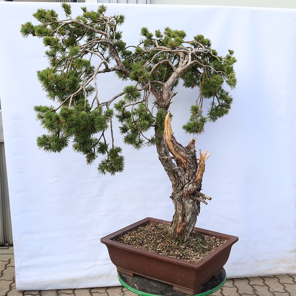 Pinus sylvestris Spanyolország – erdei fenyő
