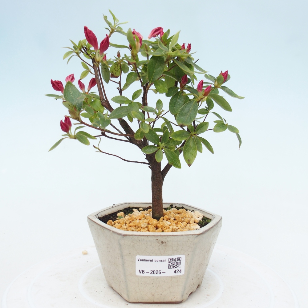 Kültéri bonsai - japán azálea - Azalea sp.
