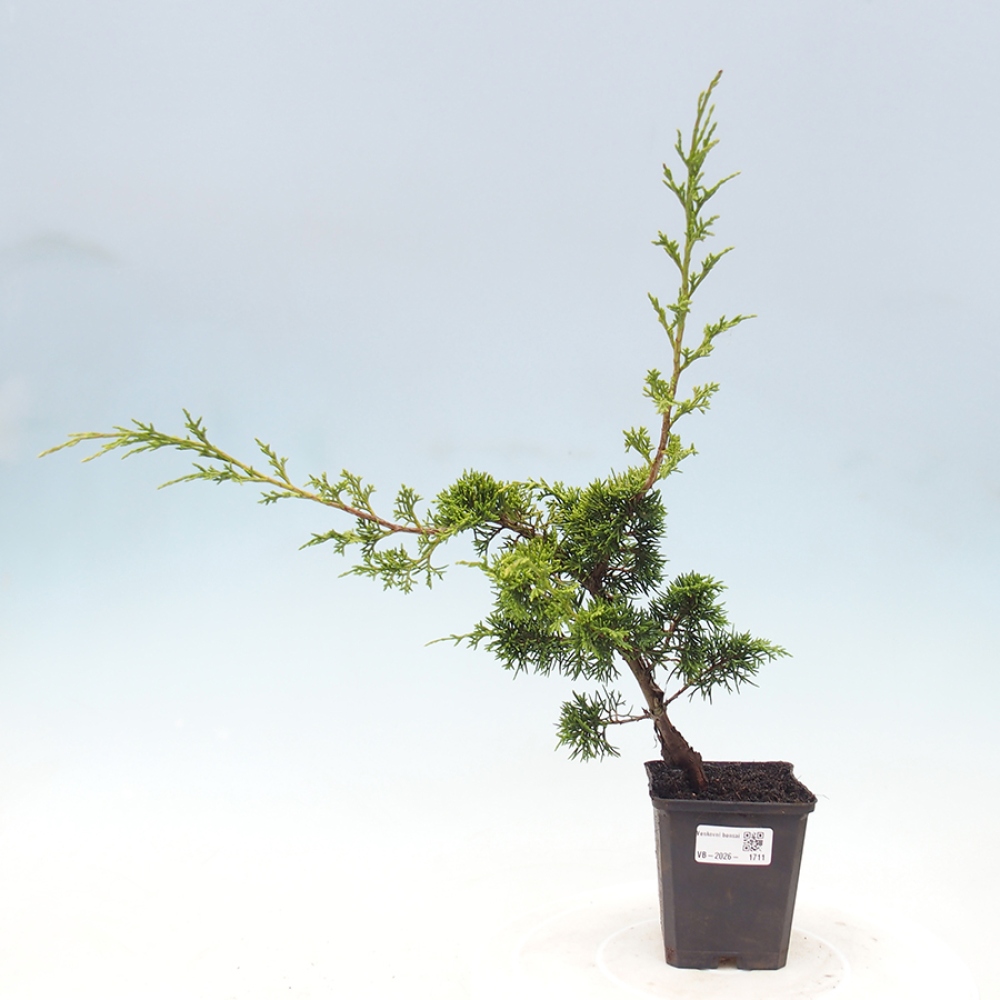 Kültéri bonsai - Juniperus chinensis Itoigawa