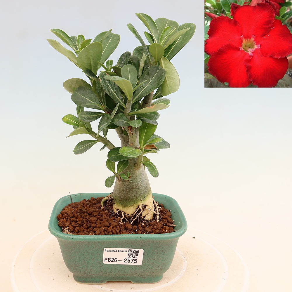 Szobabonsai – Adenium obesum Red Star – Sivatagi rózsa