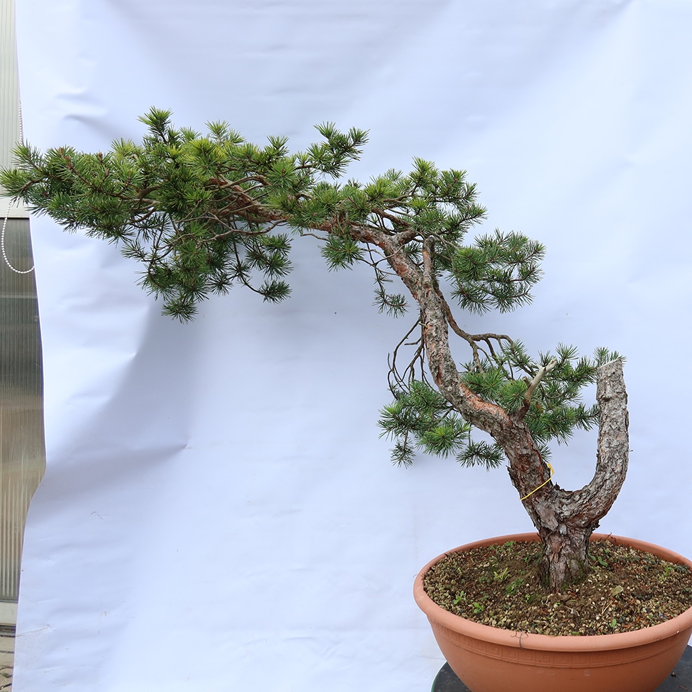 Pinus sylvestris Spanyolország – erdei fenyő