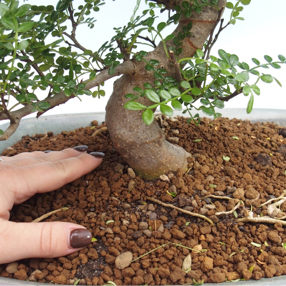 Szobai bonsai - Zantoxylum piperitum - borsfa