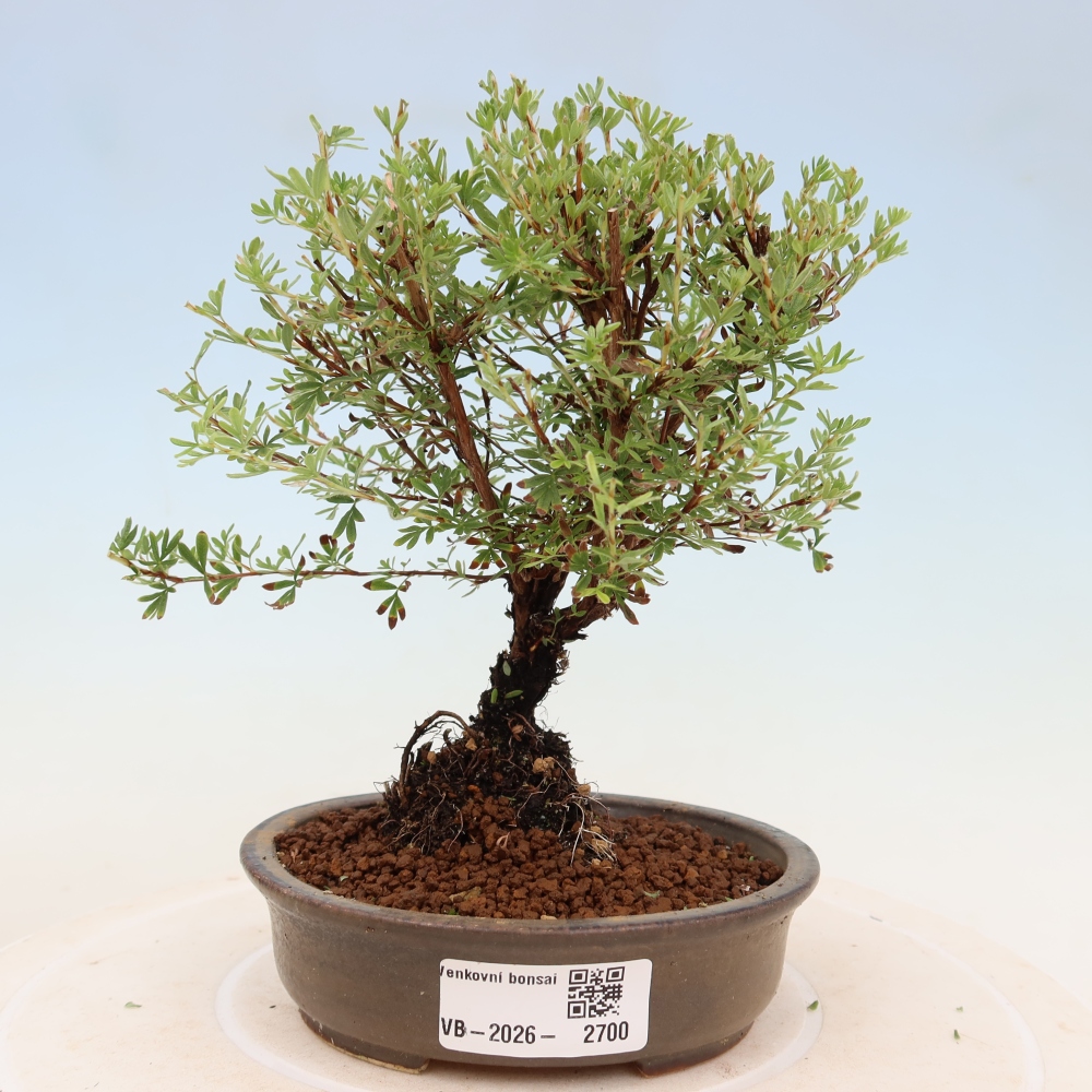 Kültéri bonsai – bokros potentilla – Potentilla fruticosa Goldkissen