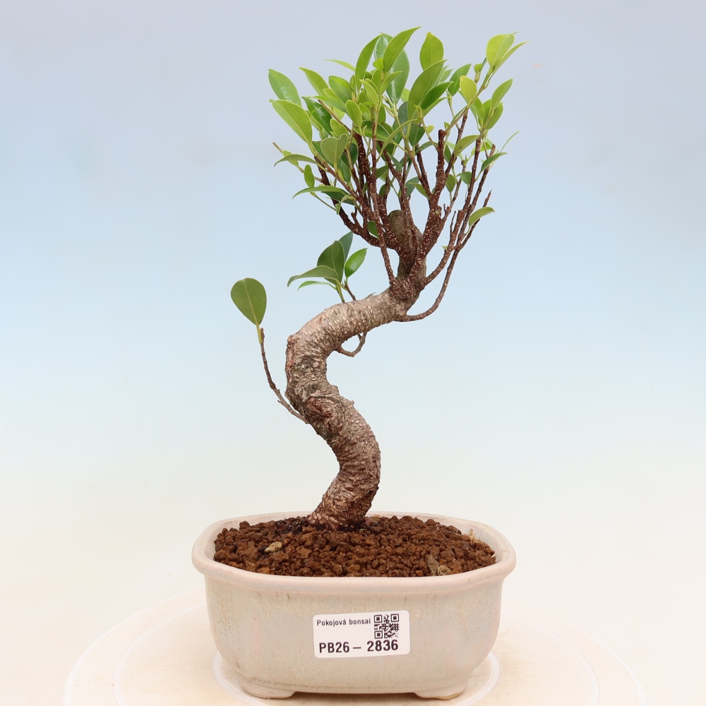 Szobai bonsai - Ficus kimmen - kislevelű fikusz