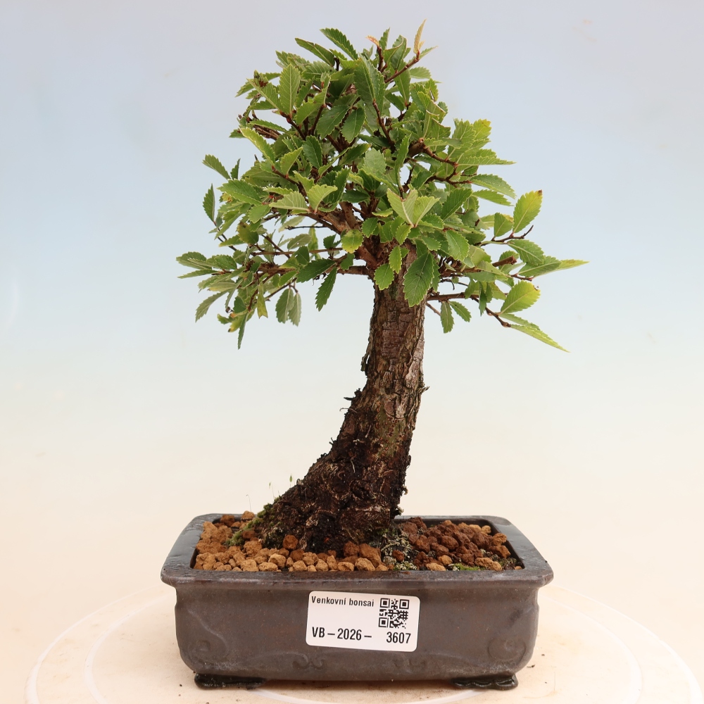 Kültéri bonsai - Zelkova - Zelkova NIRE