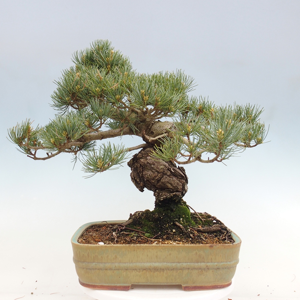 Kültéri bonsai - Pinus parviflora - Pinus parviflora