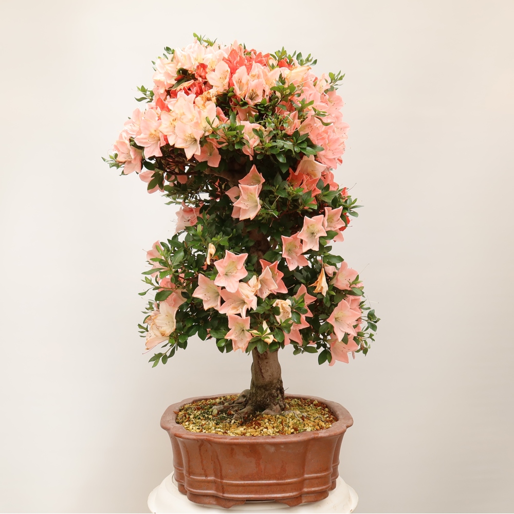 Kültéri bonsai - Japán azálea - Azalea Sansai