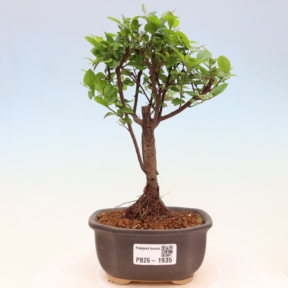 Szobai bonsai - Sageretia thea - Sageretia thea