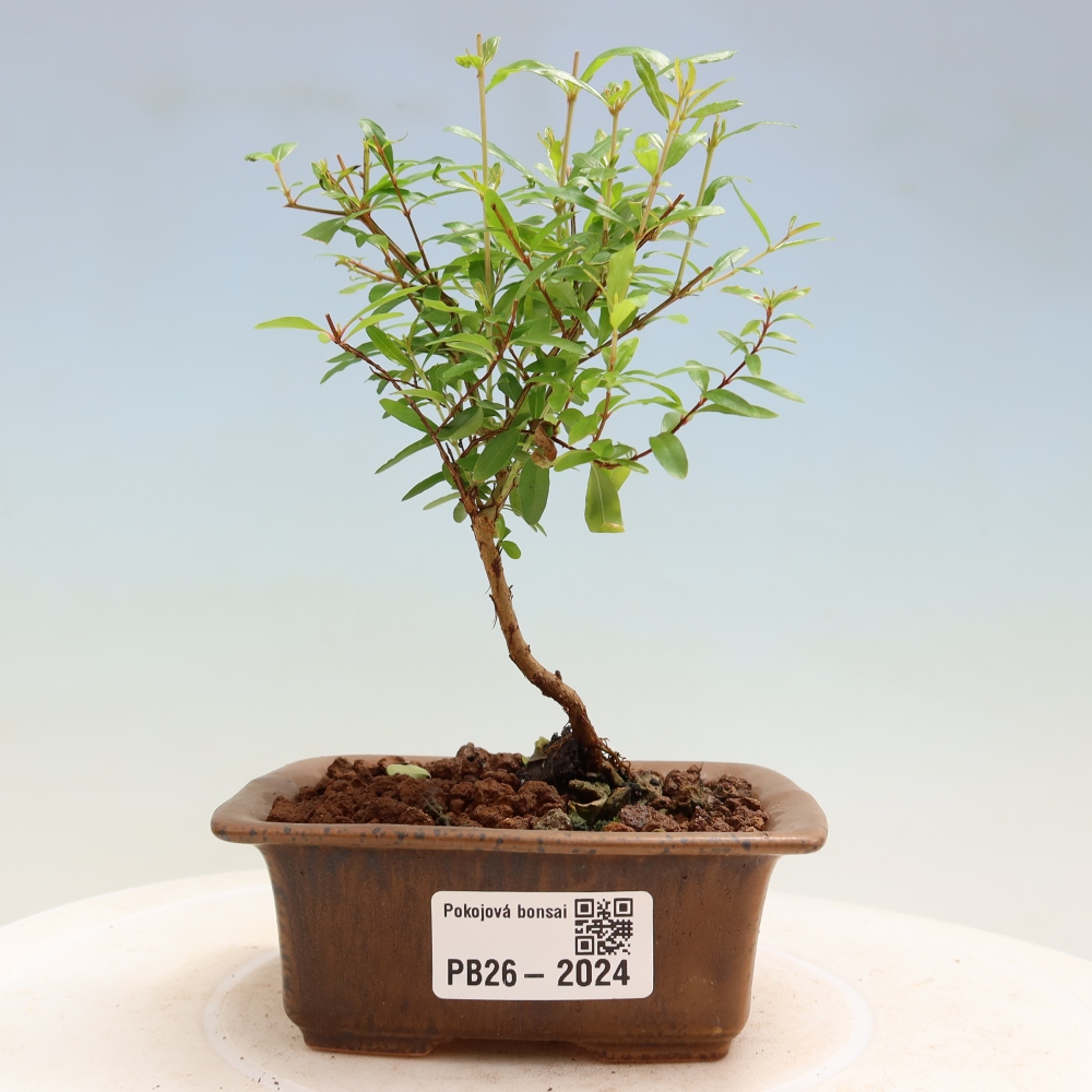 Szobai bonsai-PUNICA granatum nana-gránátalma
