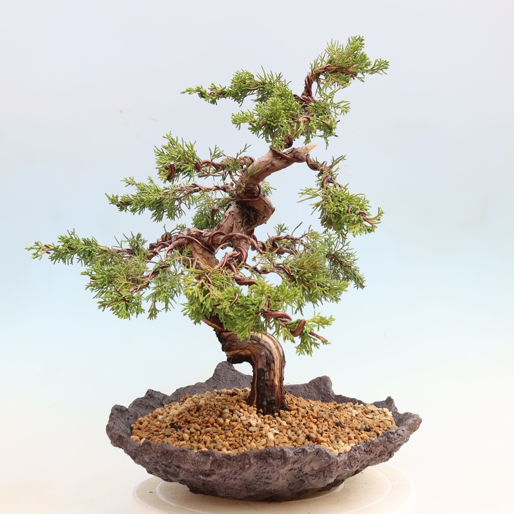 Kültéri bonsai - Juniperus chinensis Itoigawa-Juniperus chinensis