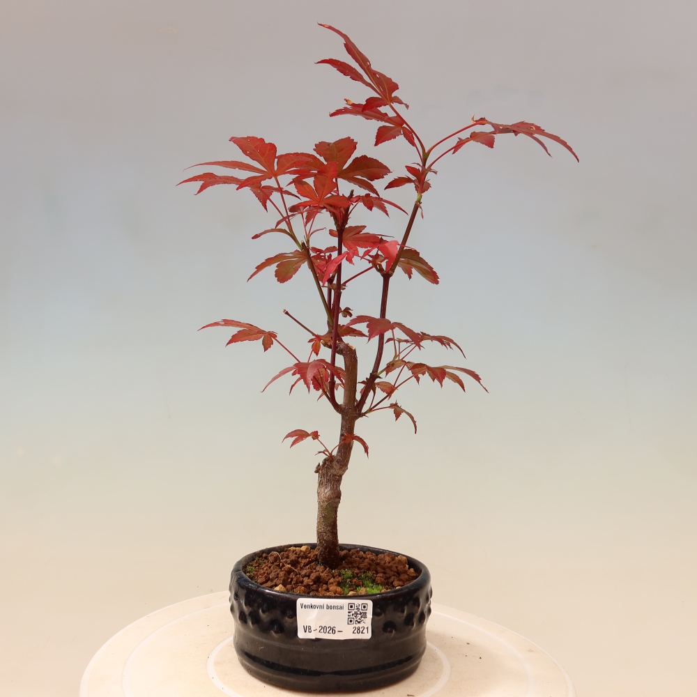 Kültéri bonsai - Acer pálma. Atropurpureum-Javor palmate
