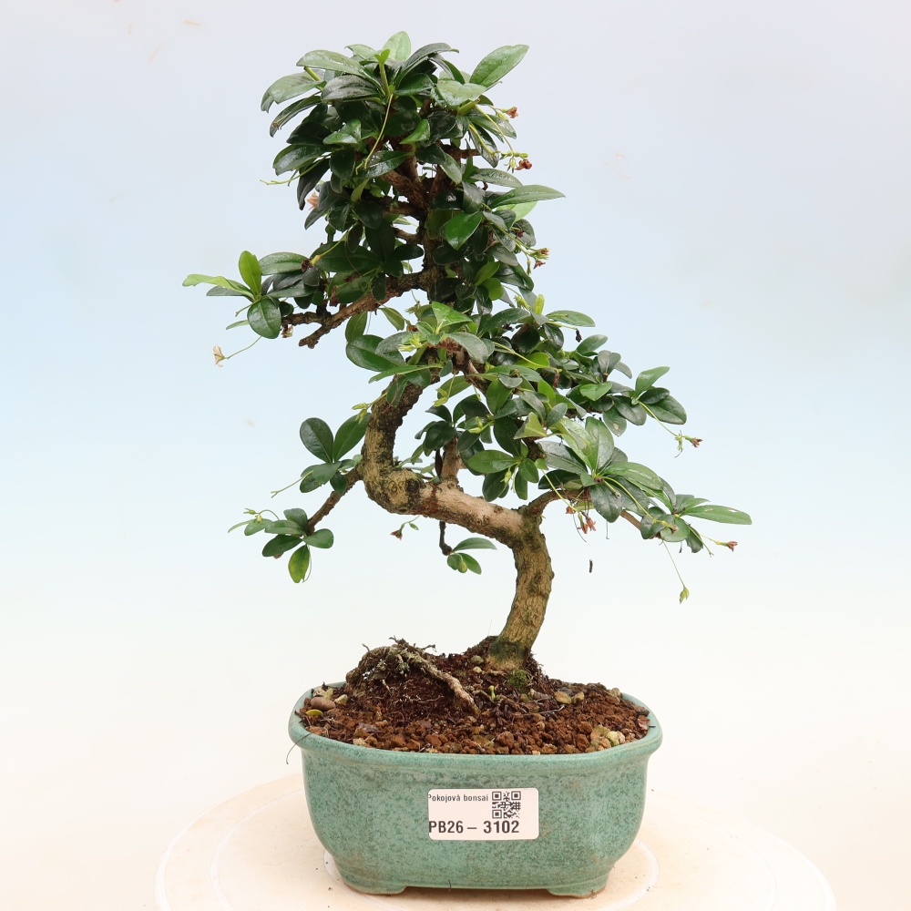 Szobai bonsai - Carmona macrophylla - Tea fuki