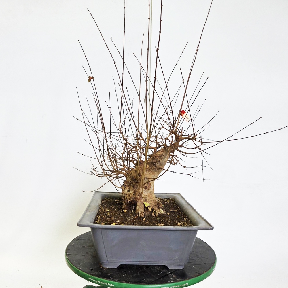 Kültéri bonsai juhar Burger - Acer Burgeriana