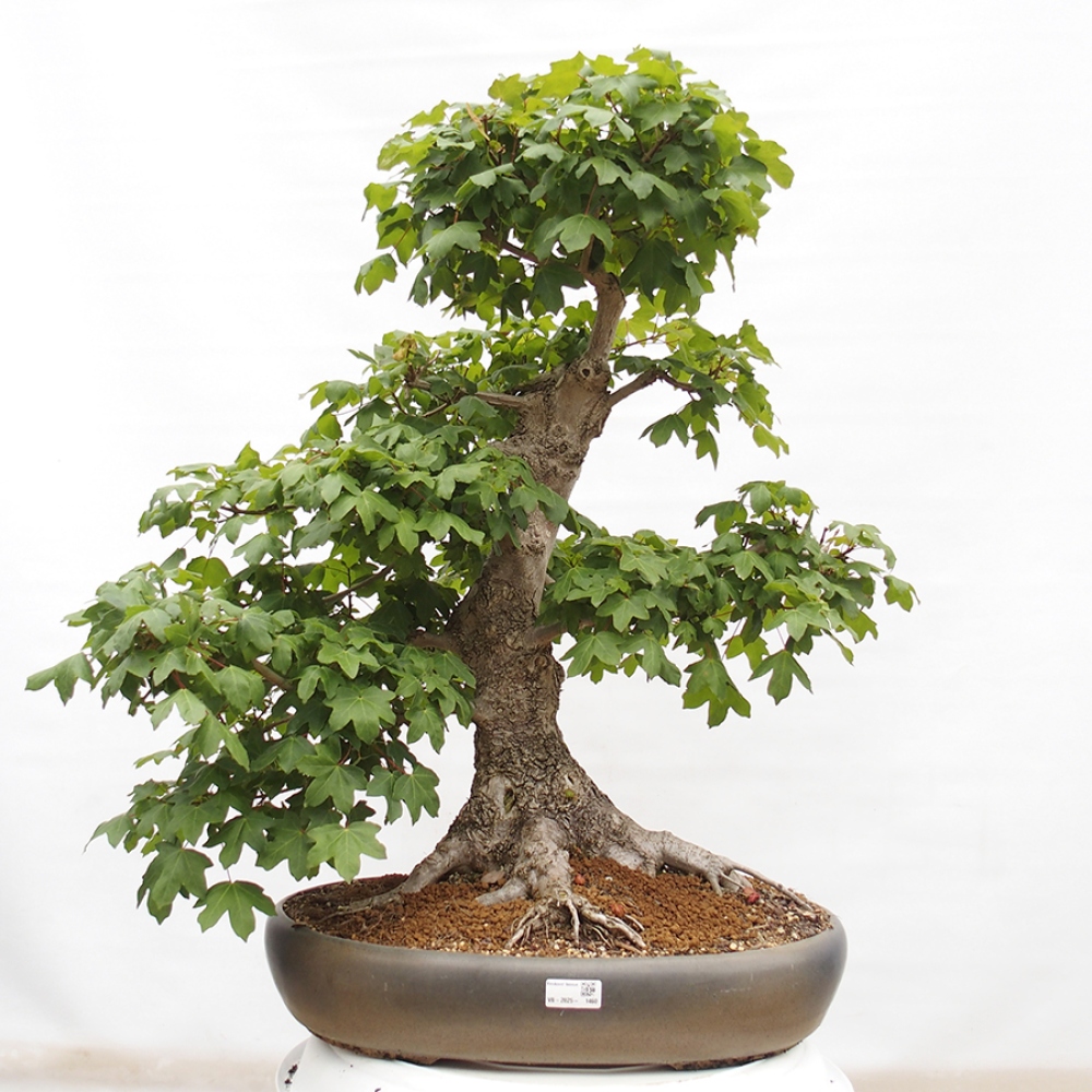 Kültéri bonsai -Javor babyka - Acer campestre