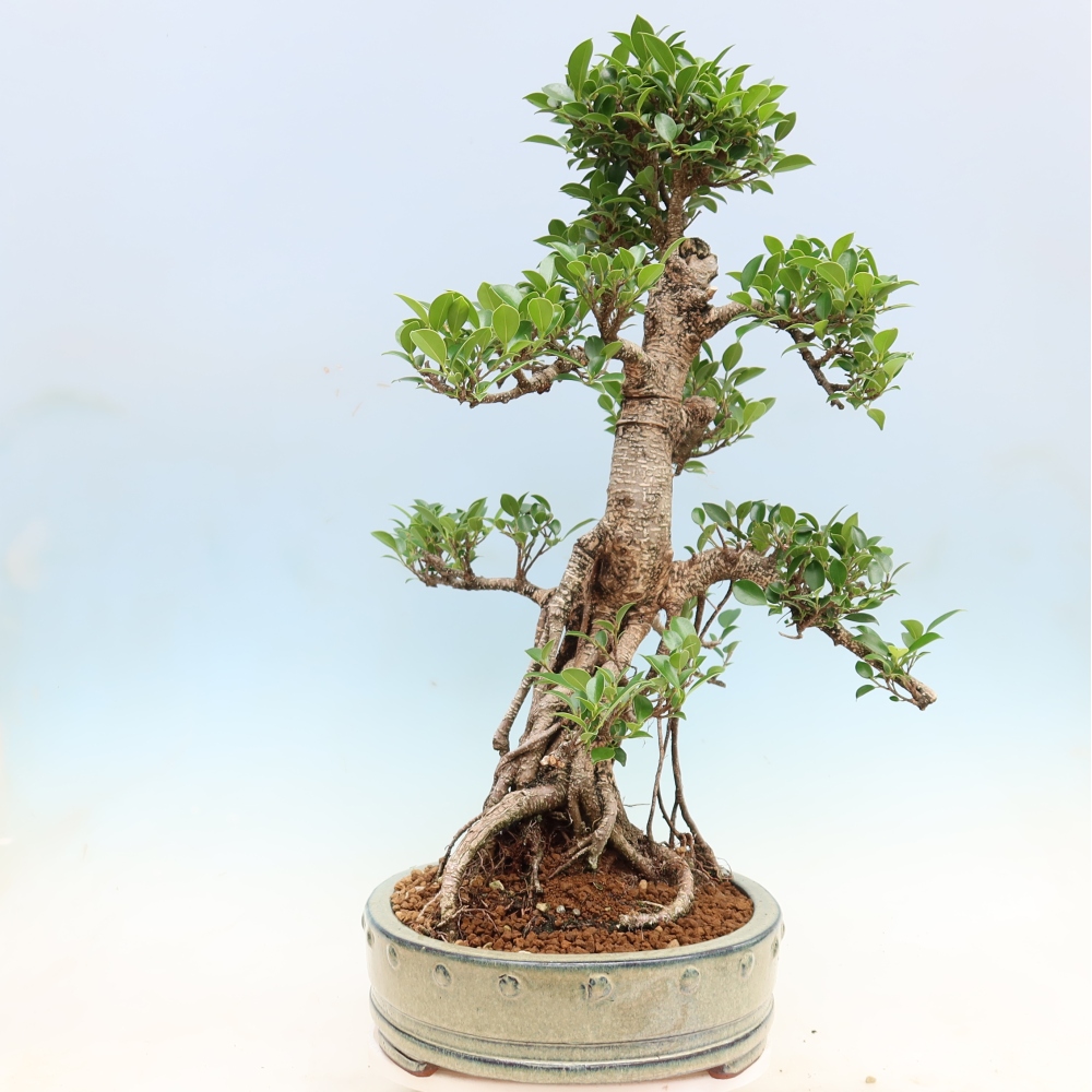 Szobai bonsai - Ficus kimmen - kislevelű fikusz