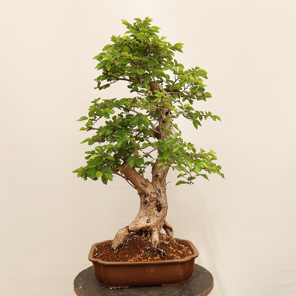 Kültéri bonsai -Carpinus Coreana - Koreai gyertyánfa