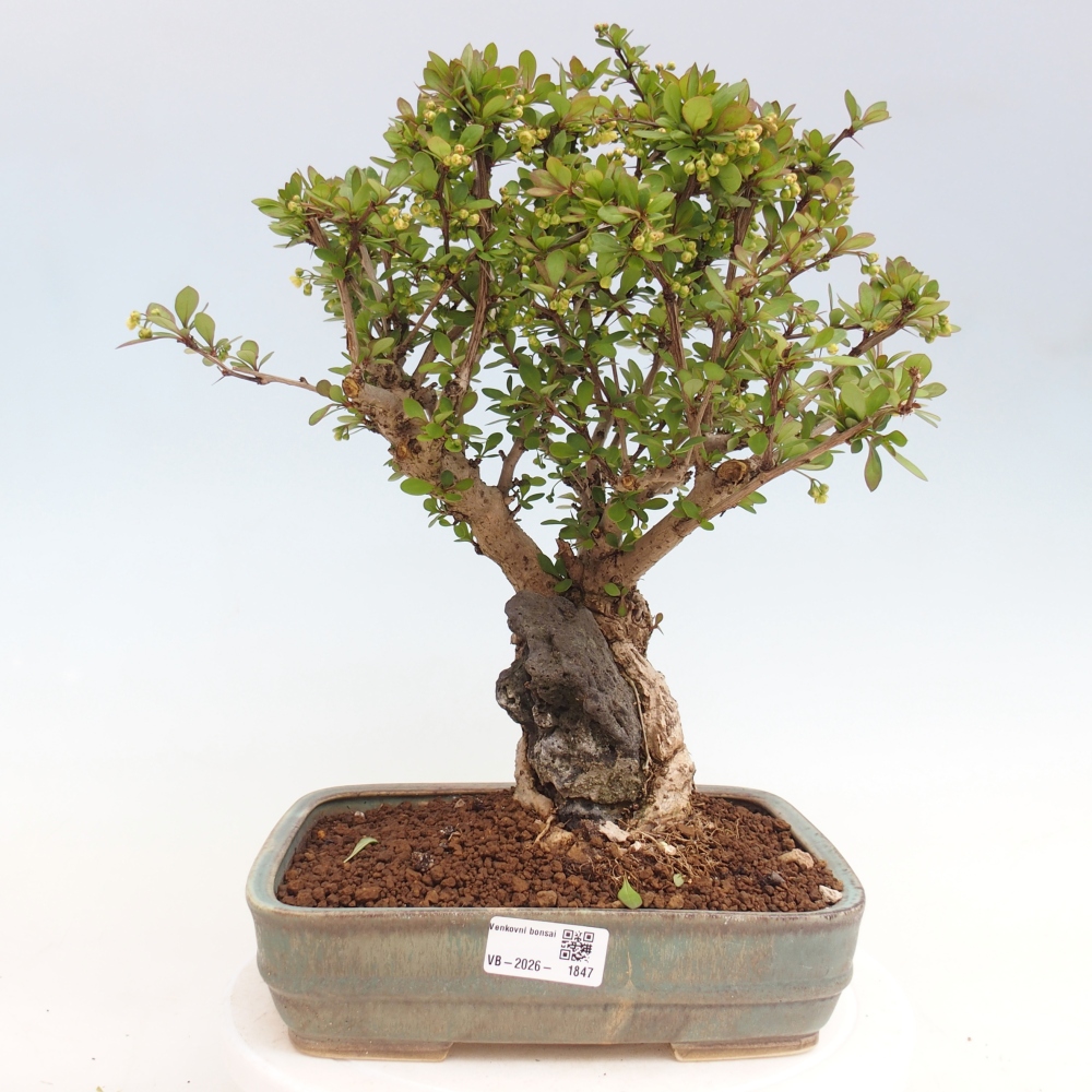 Kültéri bonsai - Berberis coreana