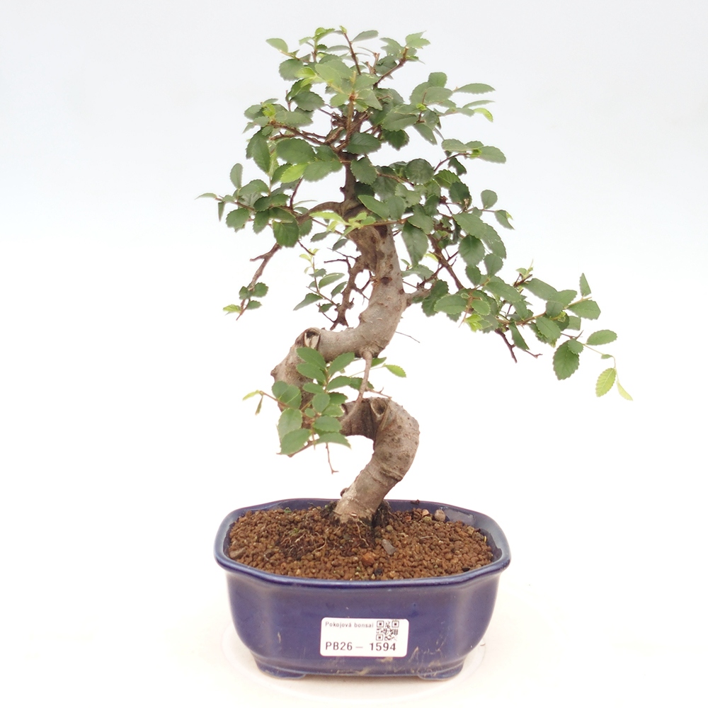 Szobai bonsai - Ulmus parvifolia - Kislevelű szilfa