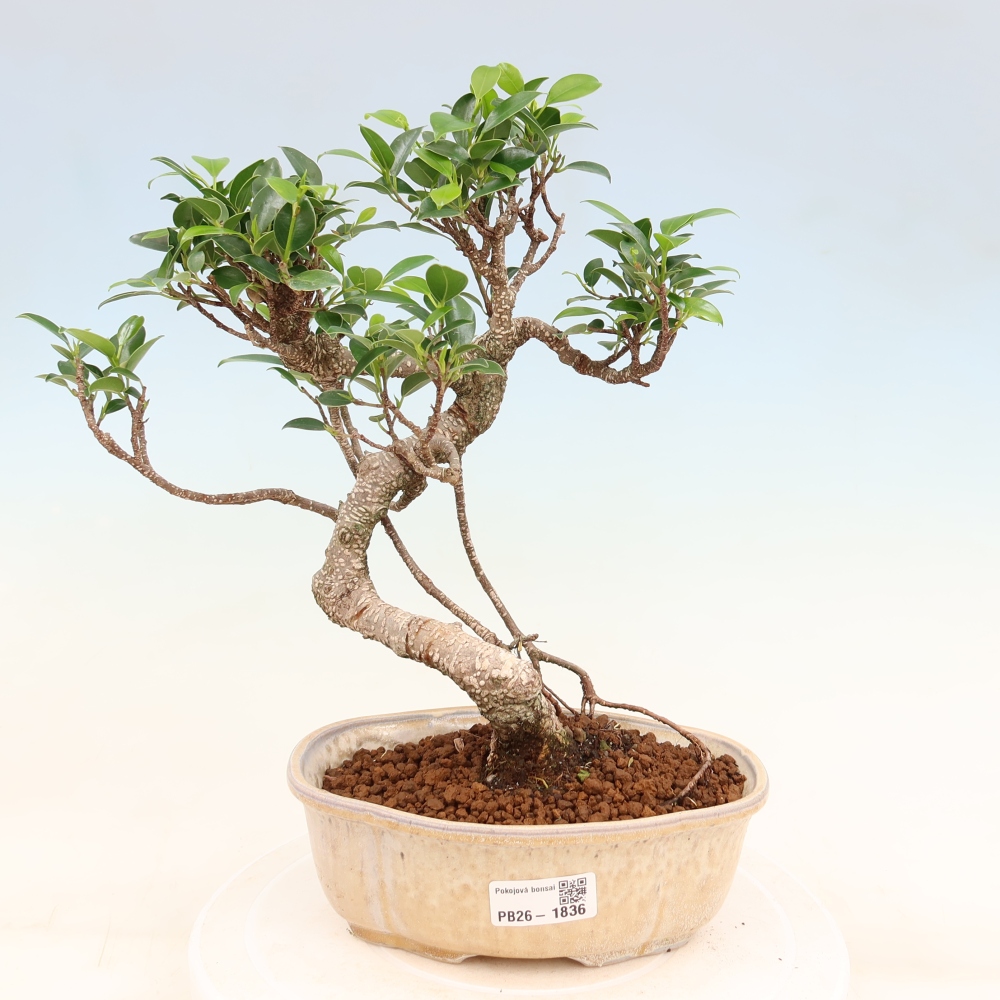 Szobai bonsai - Ficus retusa - kislevelű fikusz