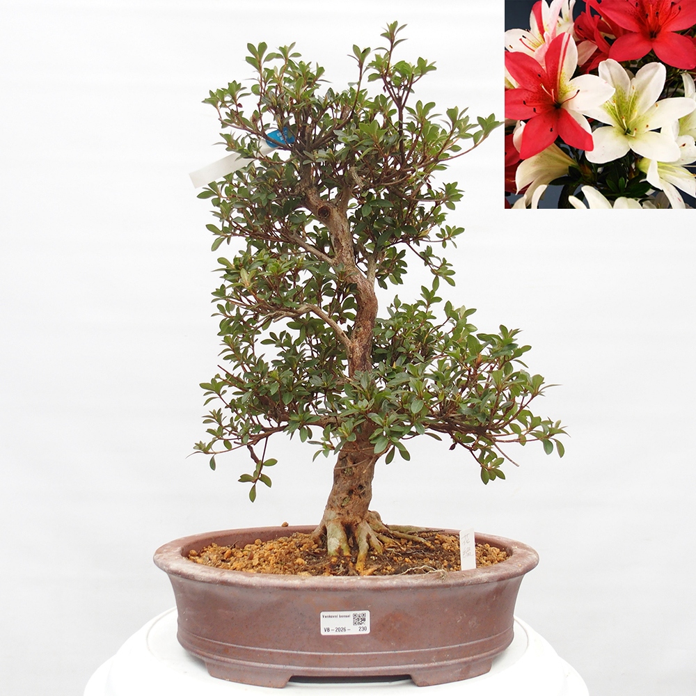 Kültéri bonsai - Japán azálea - Azalea Hanatsuzuri