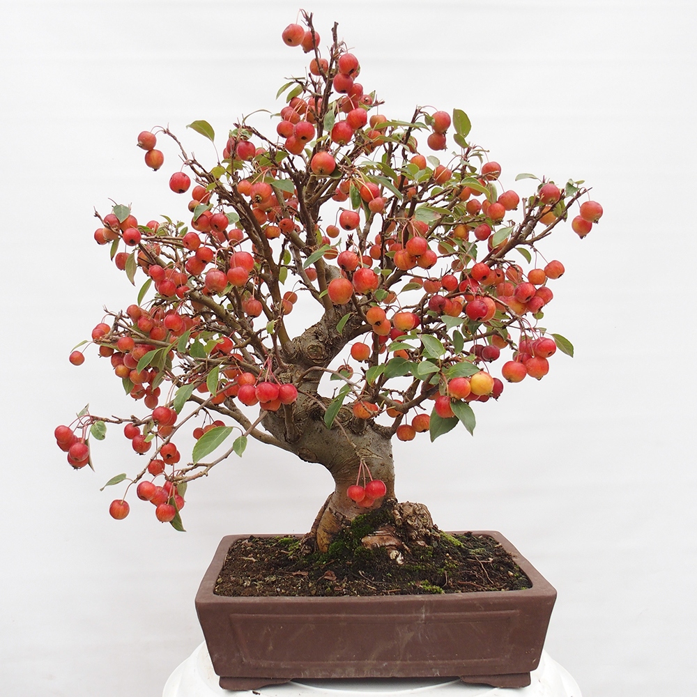 Kültéri bonsai -Malus halliana - Kis gyümölcsű almafa