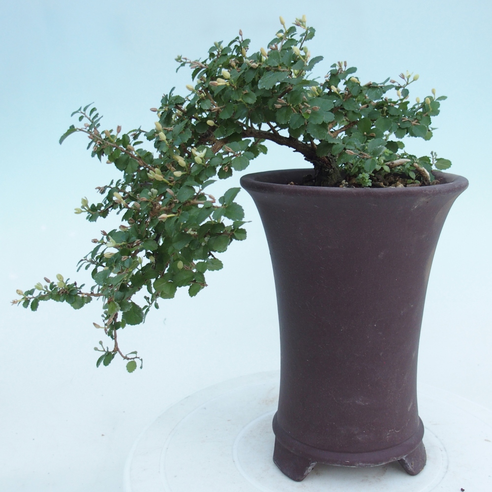 Szobai bonsai - Grewia sp. - Grewia malafolia