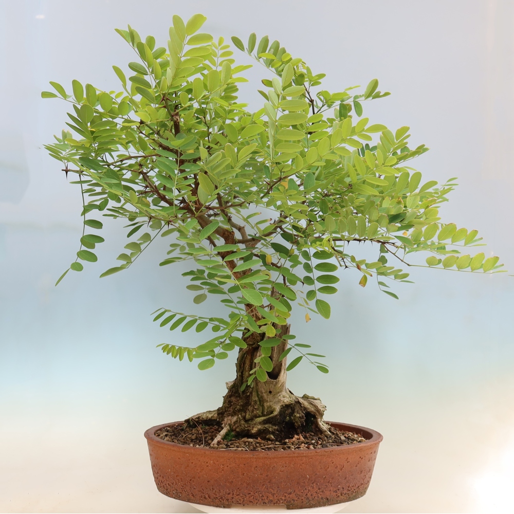 Kültéri bonsai - Tüskés akác - Robinia pseudoacacia