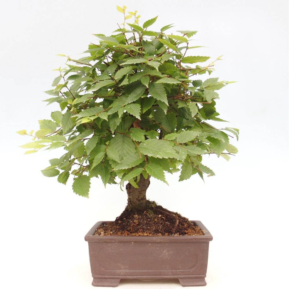 Kültéri bonsai - Zelkova - Zelkova NIRE